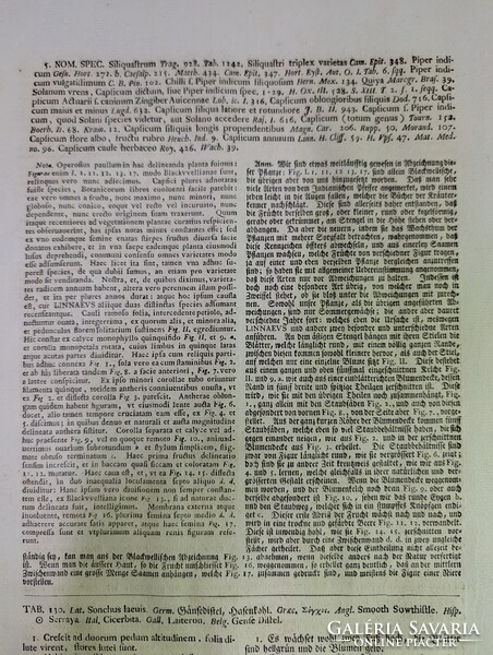 1754-es kézzel színezett rézmetszet (Spanyol Paprika) + Eredeti kódexlapok és Eredetiségigazolás