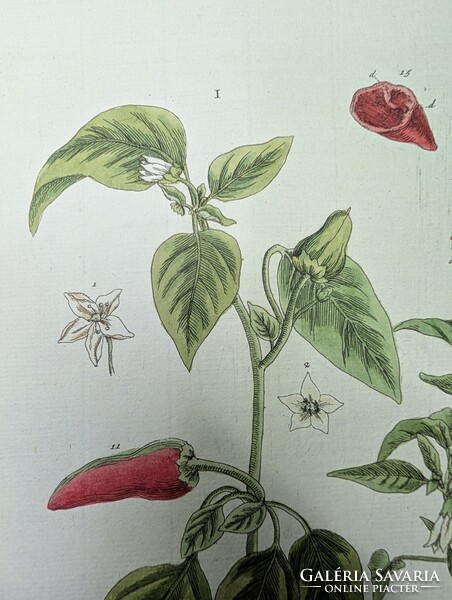 1754-es kézzel színezett rézmetszet (Spanyol Paprika) + Eredeti kódexlapok és Eredetiségigazolás