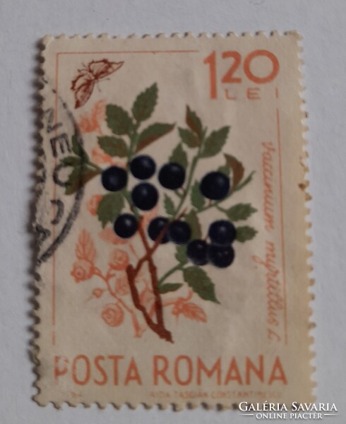 1964 Erdei gyümölcsök